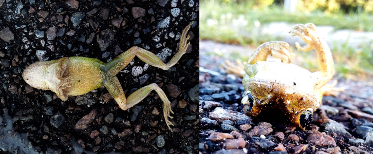 [Two photos spliced together. On the left is a top-down view of the frog lying on its back with its lower legs outstretched and its upper legs across its belly. The frog's underside is mostly a light brown color, but there is green on the upper parts of the longer legs (as if it is wearing pants). The image on the right is at ground level looking straight at the head of the frog. Both eyes are visible and its shorter legs across its chest are visible as they are slightly above the chest.]